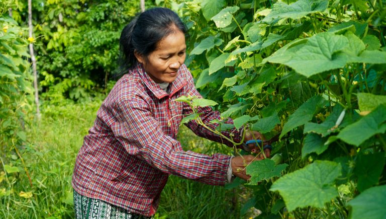 Økoturisme: Kuy-folket i Cambodja finder nye veje til at beskytte skoven