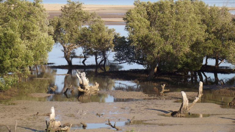 3 skarpe til Madagaskar-landekredsen