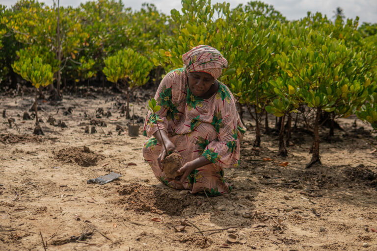 Mangrovemamaerne på Zanzibar